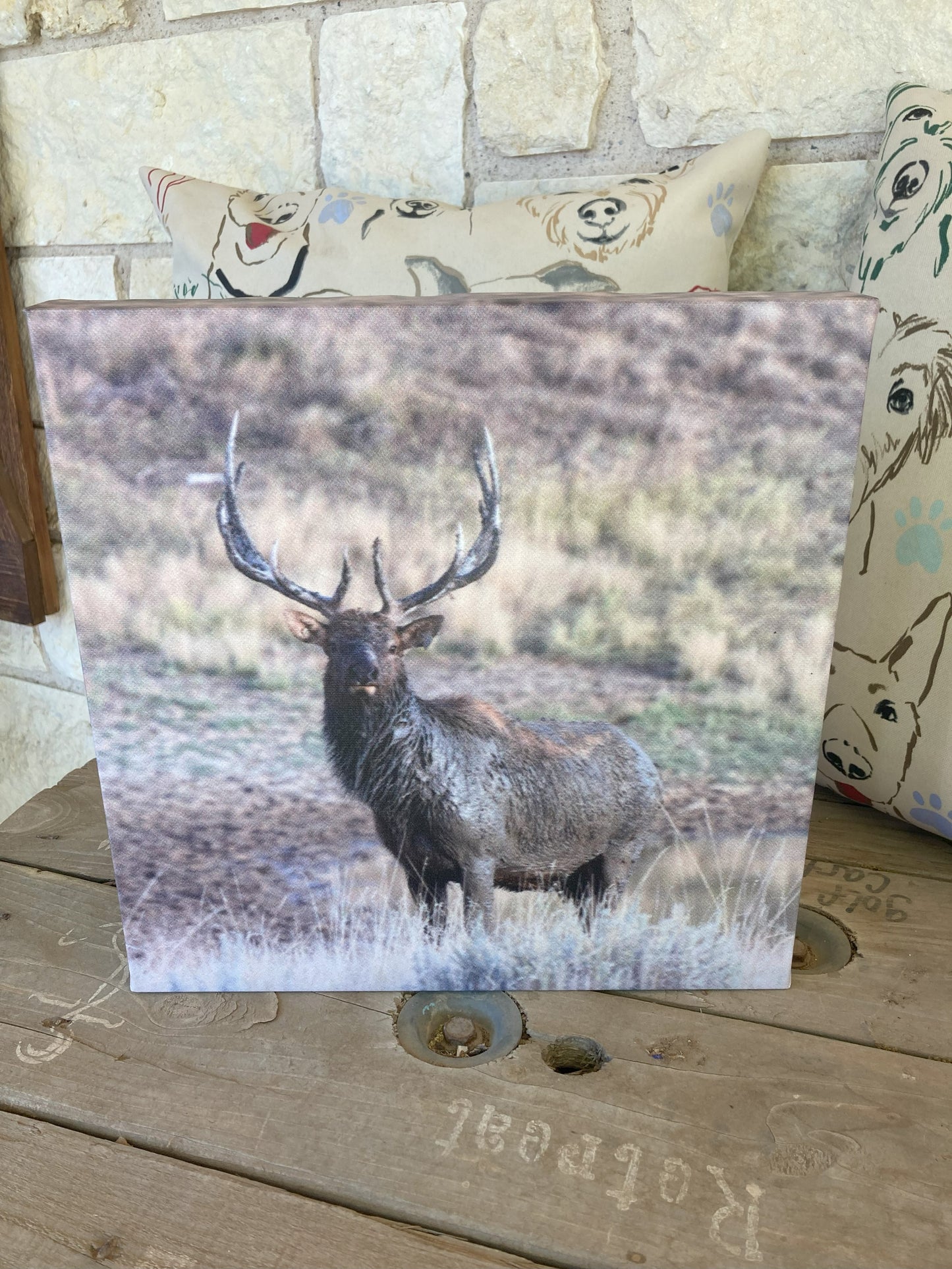 Elk Photo Print